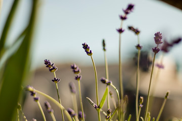 WHITE SMALL FLOWERS IN THE GARDEN