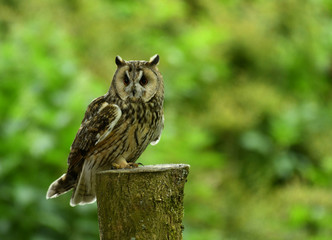 Long-eared owl perched on the post