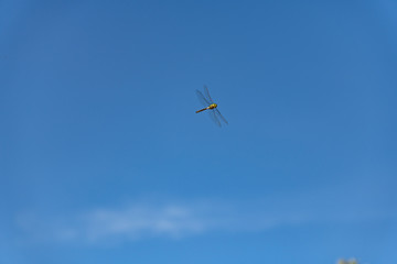 Beautiful nature scene with dragonfly outdoor