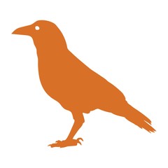 A crow illustration.