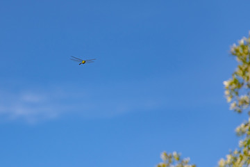 Beautiful nature scene with dragonfly outdoor