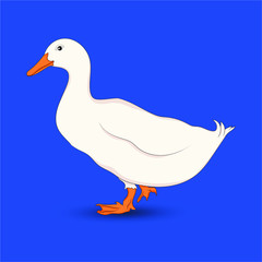 Duck vector isolated on blue background. White goose bird image