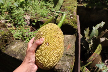 Jackfruit or jack fruit, bread fruit, organic food