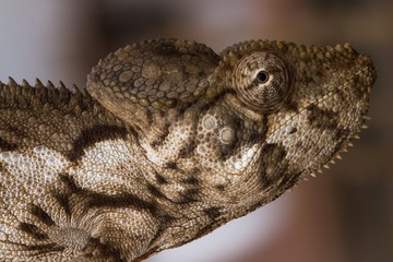 Oustalet's Giant Chameleon (Furcifer oustaleti)