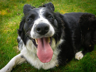 border collie in the park