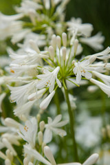 Agapanthus Praecox is an indigenous flower of South Africa.