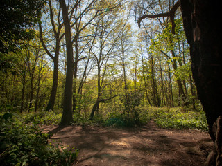 Obraz premium Mill Hill trees