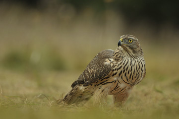 Juvenile northern goshawk Accipiter gentilis