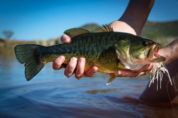 Big Bass Large mouth - Fishing on lake