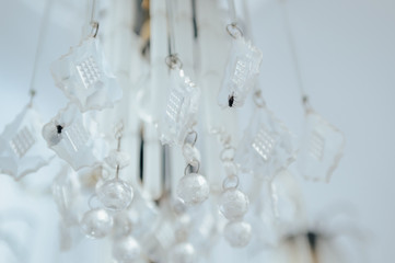 a fly on a glass chandelier