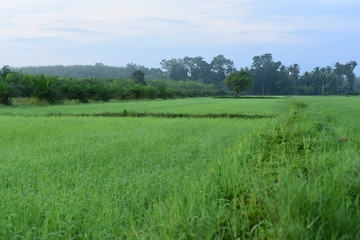 Green rice fields Use as wallpaper