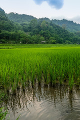 typical Vietnamese landscape in spring with rice field