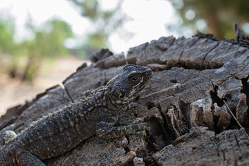 Fototapeta premium Agama lizard resting on a log. Mimicry works. Location Cyprus, Ayia Napa. Lizard species Laudakia stellio cypriaca