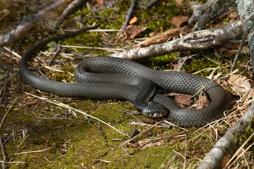 Grass snake (Natrix natrix)