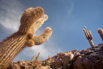 Cactus and Guatin Canyon. Atacama, Antofagasta.