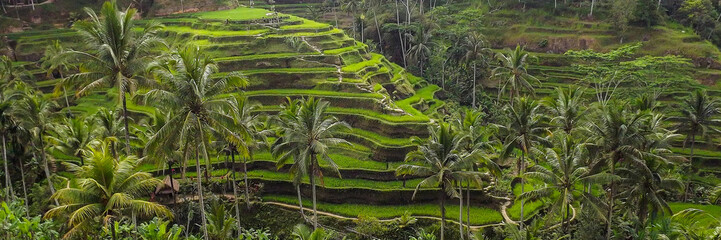 Aerial view of rice terraces. Jatiluwih rise terrace, Bali, Indonesia