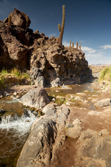 Cactus and Guatin Canyon. Atacama, Antofagasta.