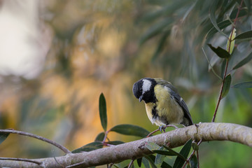 Mésange charbonnière sur une branche d'eucalyptus au soleil couchant et dans une position détendue. Regarde l'objectif