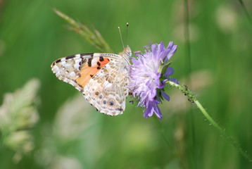 Schmetterling