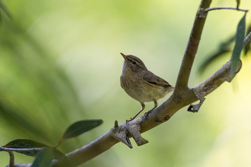 Pouillot véloce posé sur une branche d'eucalyptus dans un suberbe bokeh vert et lumineux. 