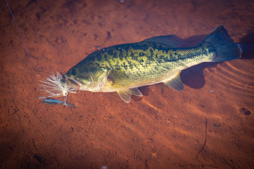 Big Bass Large mouth - Fishing on lake