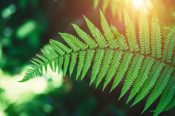 nature background, tropical green fern at summer forest