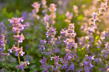 Meadow grasses. Sunset in the summer park. Lilac flowers of lavender.
Wall mural on the work table.