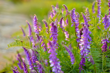 Meadow grasses. Sunset in the summer park. Lilac flowers of lavender.
Wall mural on the work table.