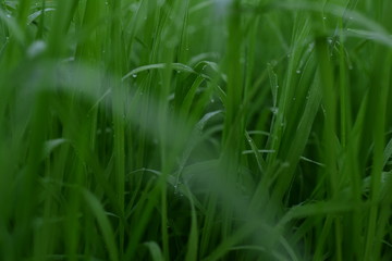 Green rice fields Use as wallpaper