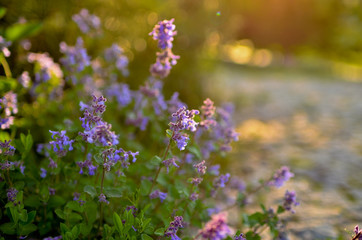 Meadow grasses. Sunset in the summer park. Lilac flowers of lavender.
Wall mural on the work table.