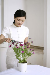 Woman trimming daisy plant