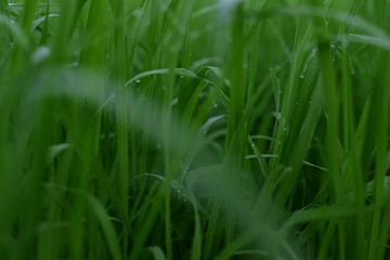 Green rice fields Use as wallpaper