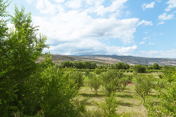 Fototapeta na wymiar Apricot orchard in mountains. Homegrown fruit trees growing in highland in sunny weather