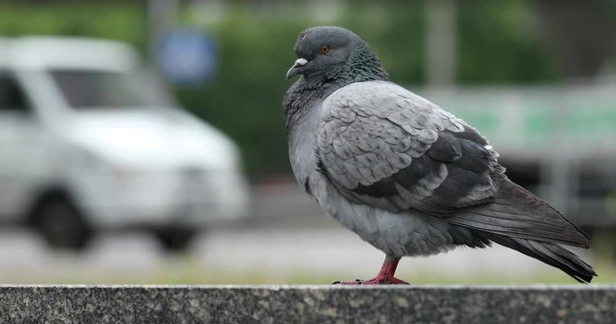 Gray dove sitting on a stone parapet in the rain. Rainy weather concept. Close-up, selective focus.