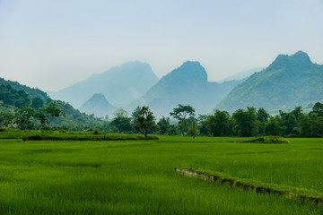 Obraz premium typical Vietnamese landscape in spring with rice field