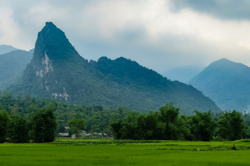 typical Vietnamese landscape in spring with rice field