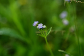 Closeup photos of green leaves
