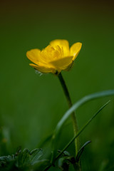 The Ranunculus or Buttercup to you and me