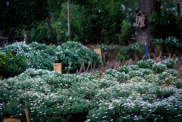 a garden full of flowers