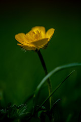 Fototapeta premium The Ranunculus or Buttercup to you and me