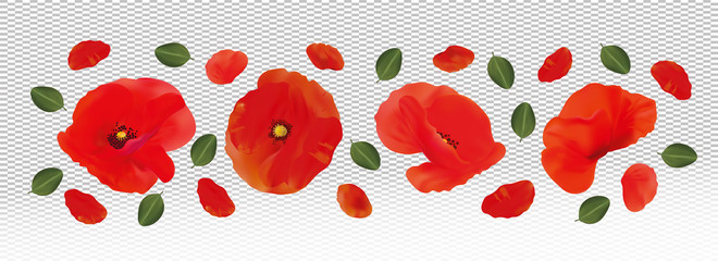 3D realistic red poppies isolated on transparent background. Delicate flower red poppies. Flower close up. Wild red poppies. Vector illustration.