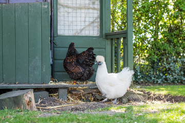Adult Silkie and Wyandotte chickens seen outside an old Wendy house, now used as a chicken coop. The birds are waiting to lay there eggs, currently occupied by other hens. © Nick Beer