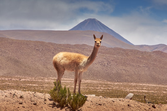 Vicugnas at Cactus and Guatin Canyon. Flamingos National Reserve Conaf.