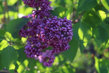 lilac branch on a green background