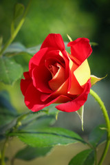 Fototapeta premium la rose d'amour
