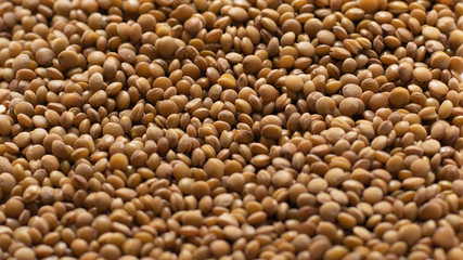 Orange lentils in a tray with white background, top view with perspective. Horizontal.