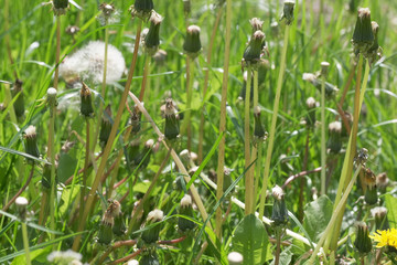 Green natural eco background