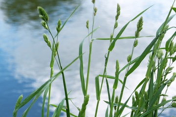 Green natural eco background