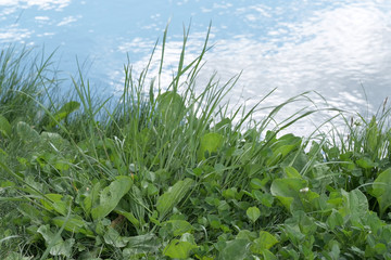 Green natural eco background