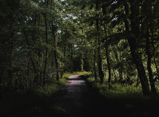 Obraz premium small path in the forest 